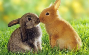 Sugar Free Bunny